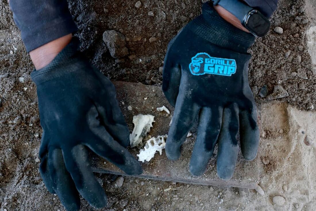Pedaço de dente queimado em um dos três crematórios humanos encontrados durante a busca por parentes no Rancho Izaguirre