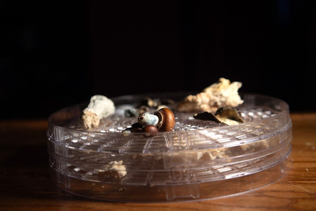 Cogumelos psilocibinos são dispostos em uma bandeja desidratadora pelo fundador da Comunidade PACK Life