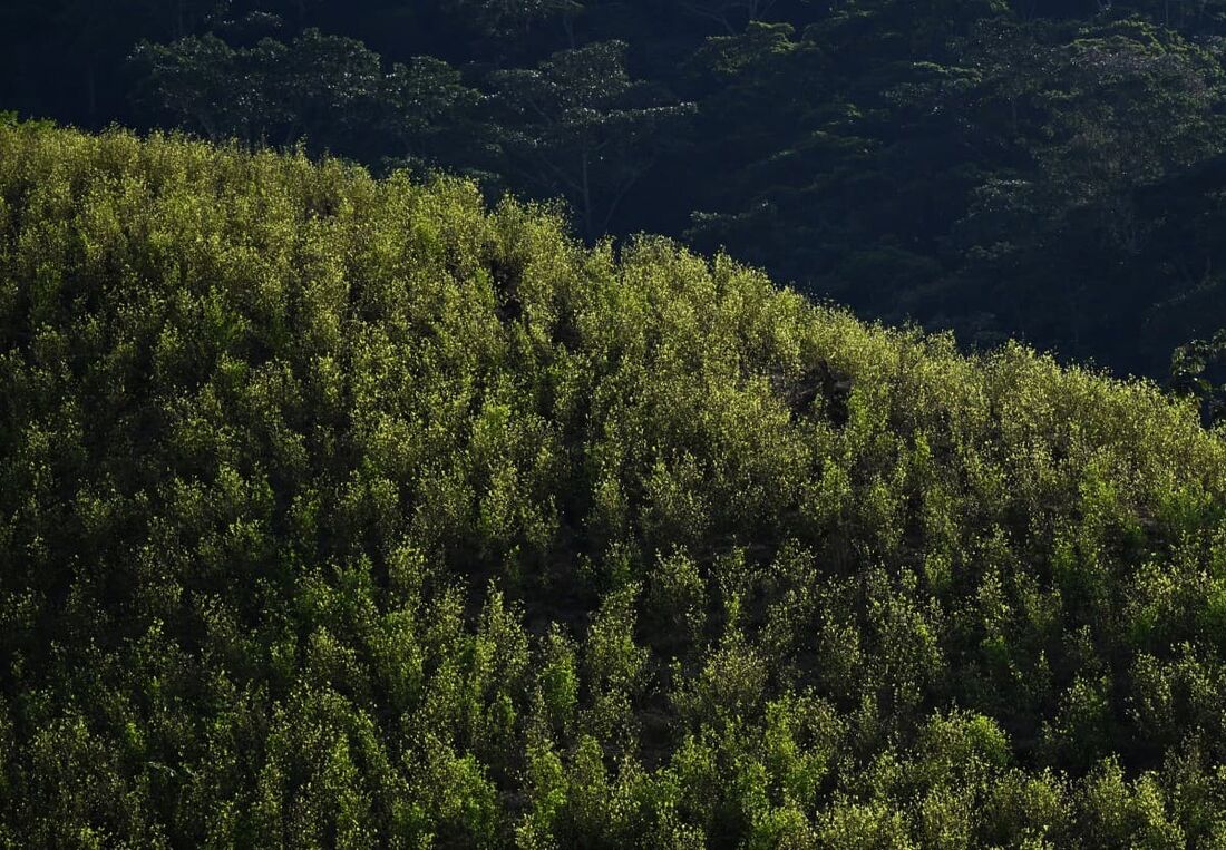 Plantações de coca são fotografadas no município de Teorama, região de Catatumbo, departamento de Norte de Santander, Colômbia