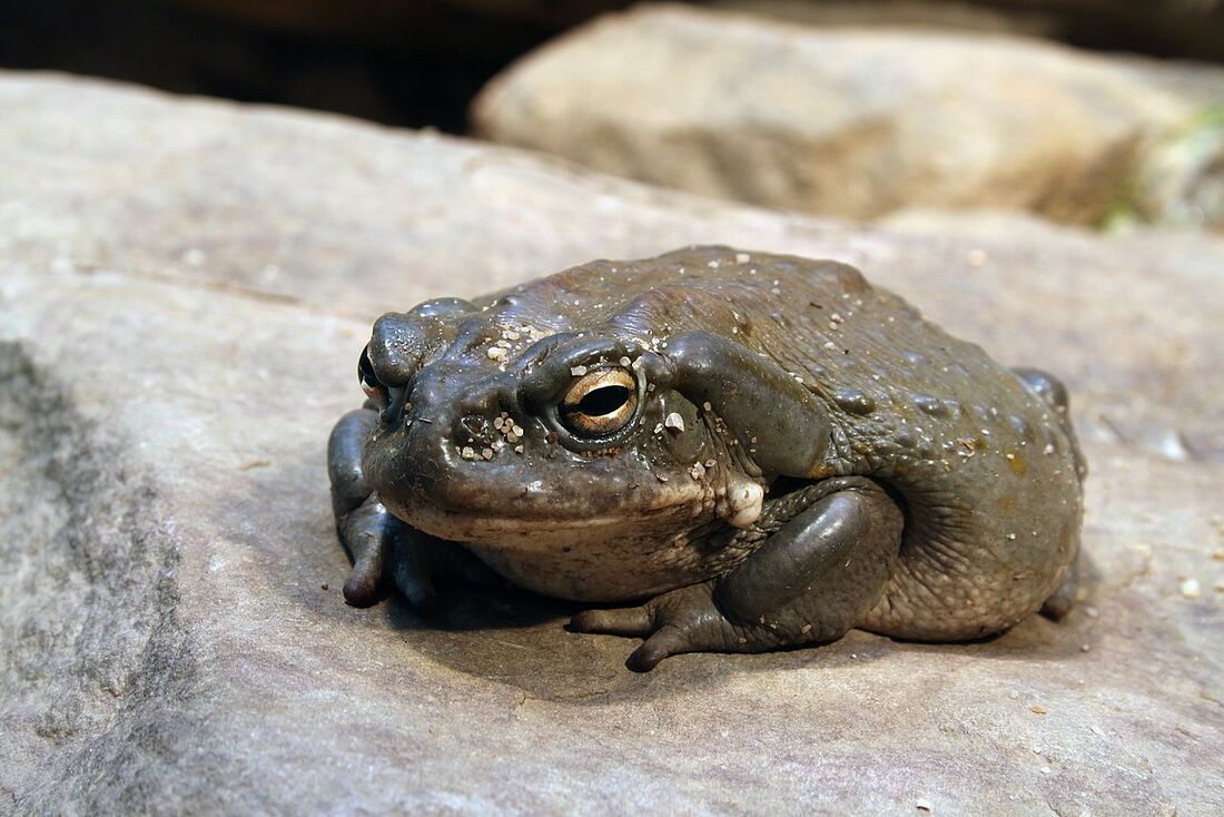 Bufo alvarius, também conhecido como sapo do deserto de Sonora ou sapo do rio Colorado
