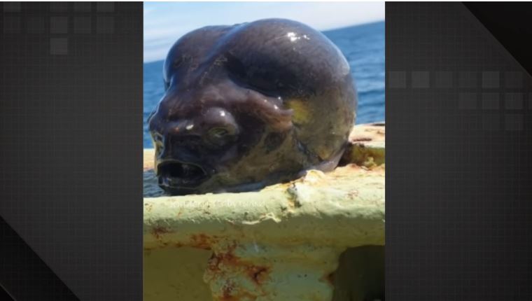 Espécie já é conhecida ao norte do Oceano Pacífico, especialmente em águas mais profundas