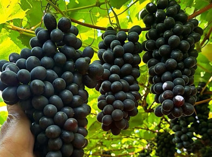 Senar-PE realiza teste-piloto de fertilizante organomineral Arbolina em campos de uvas no Sertão