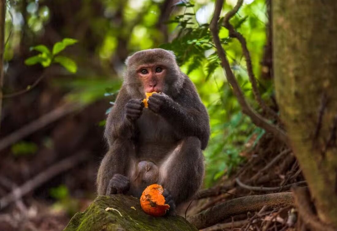 Frutas fermentadas podem oferecer quantidades considerável de etanol