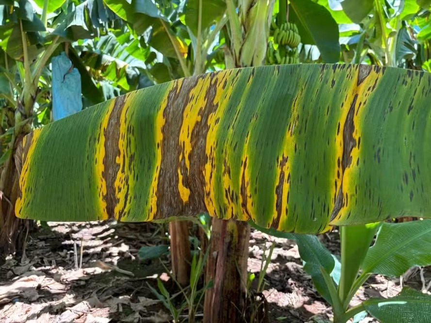 Doença da banana 