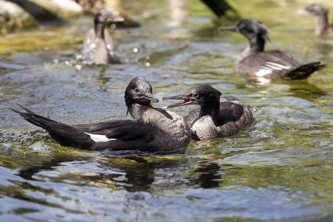 Filhotes do pato-mergulhão brasileiro nadando em um lago no zoológico de Praga