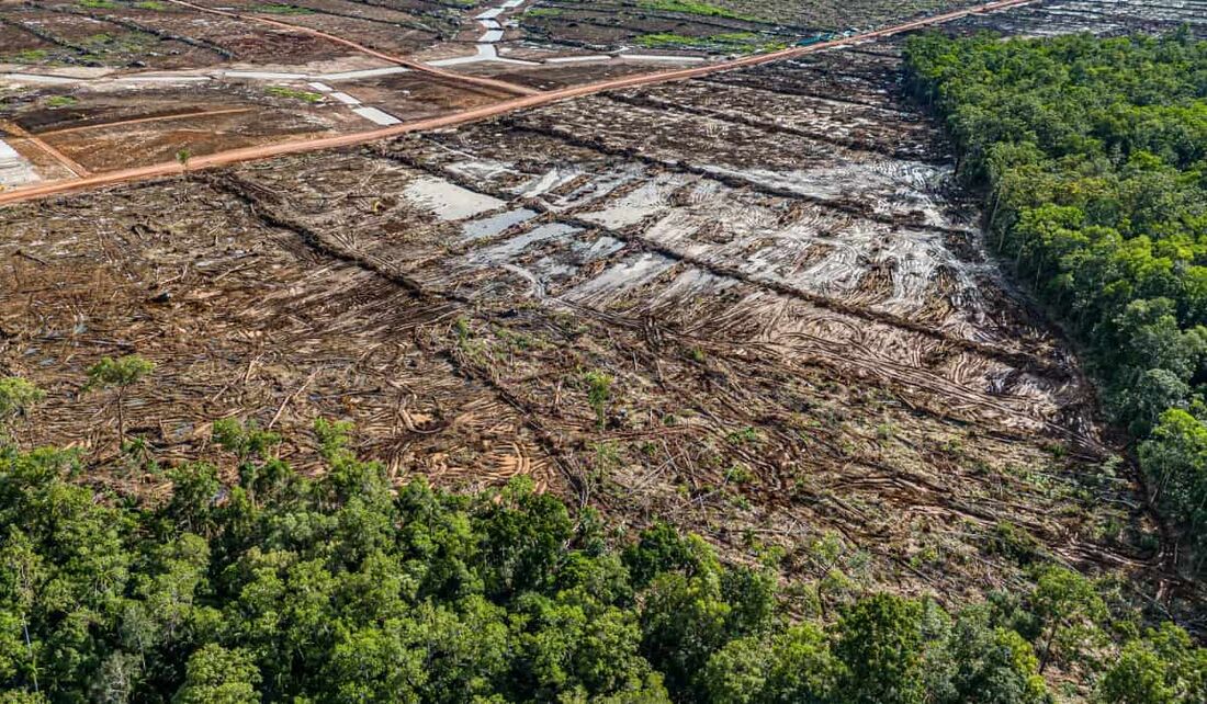 Área desmatada que será convertida em uma plantação de cana-de-açúcar pela PT Murni Nusantara Abadi, ameaçando diretamente a floresta consuetudinária adjacente protegida pelo Clã Kwipalo