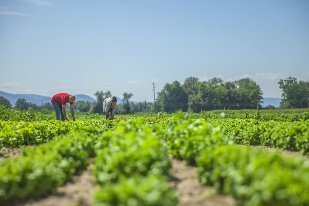 As exportações brasileiras de produtos agropecuários alcançaram em março US$ 15,64 bilhões