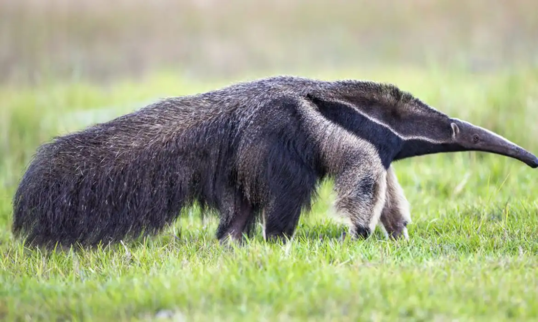 Animais começaram a apresentar quadros de insuficiência cardíaca