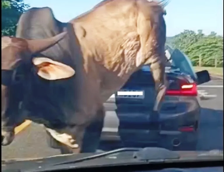 O episódio, segundo as postagens, teria ocorrido em uma avenida de Ribeirão Preto no interior de São Paulo.