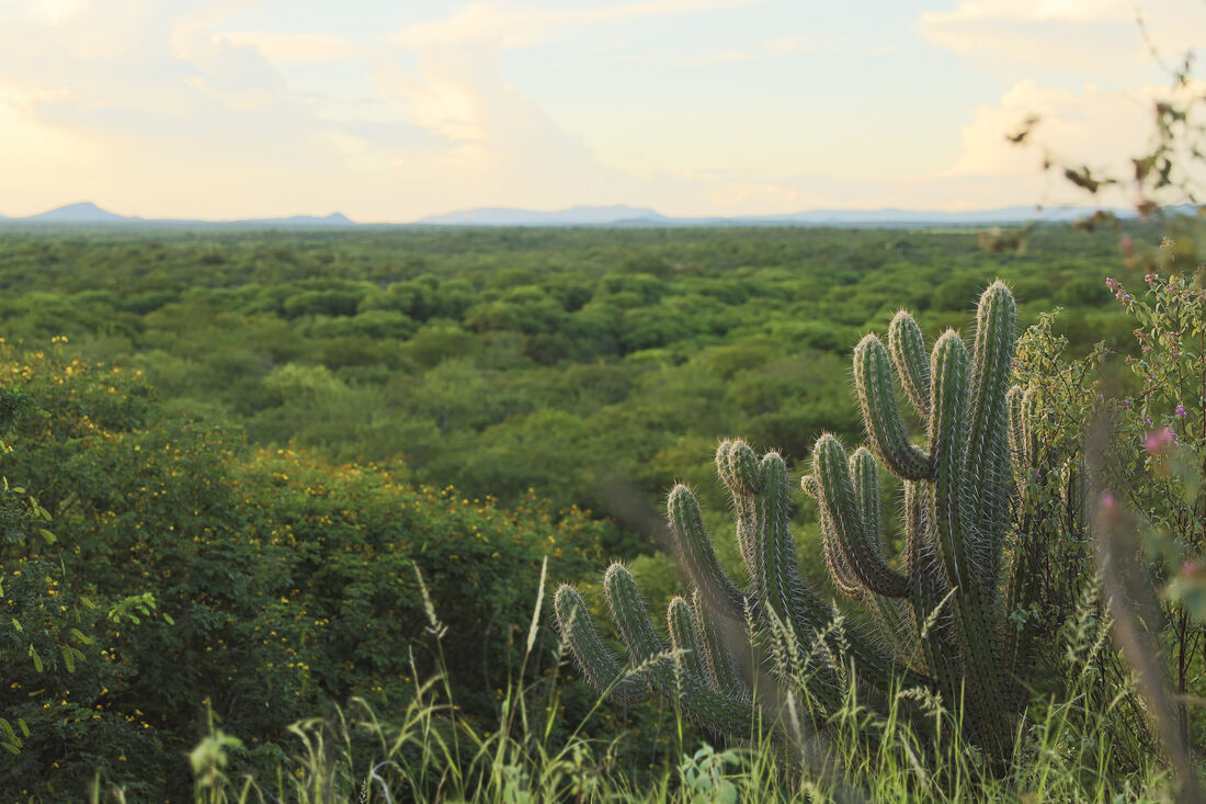 Bioma da Caatinga em Pernambuco