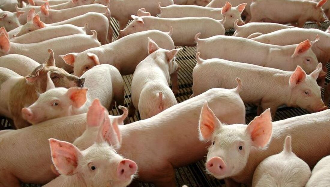 Carne suína paranaense vai ser importada para o Chile. Iniciativa é parte dos esforços para reforçar as relações comerciais entre os dois países, fortalecendo o comércio de produtos agropecuários 