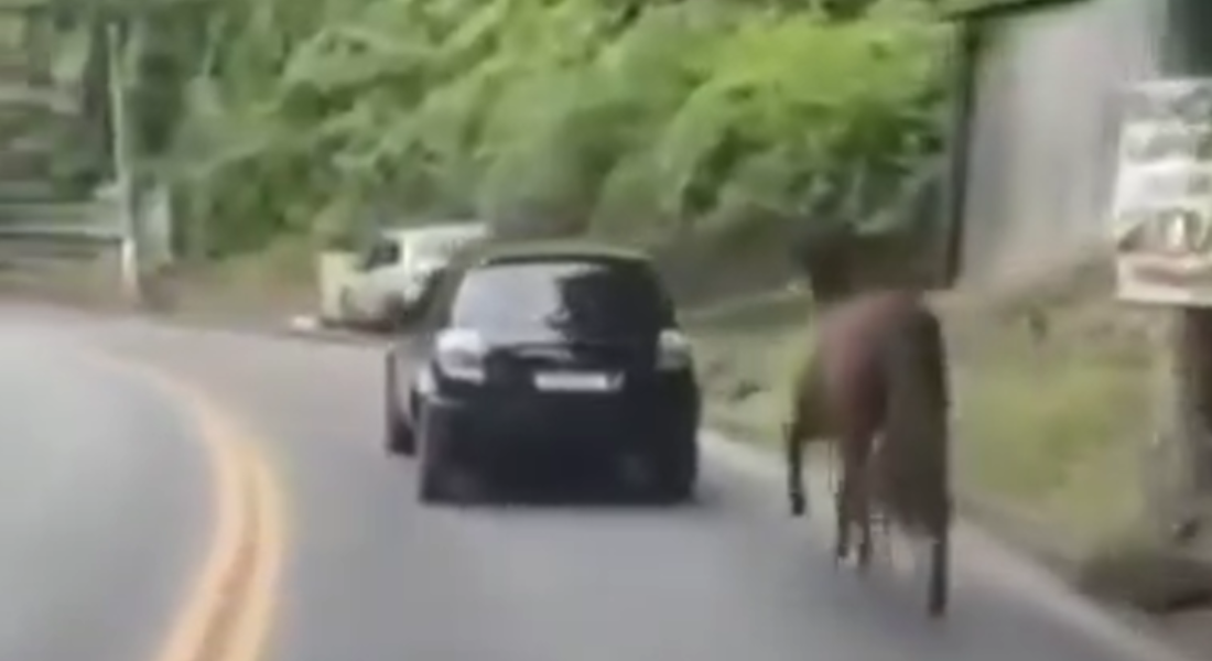 Homem arrasta cavalo com um carro