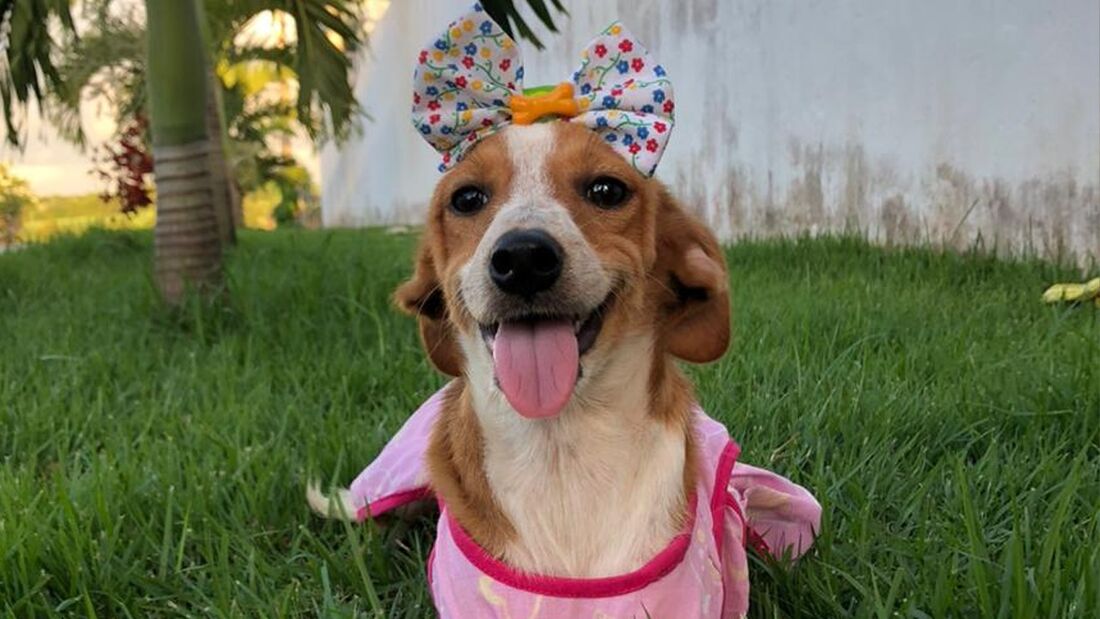Cadela disponível para adoção em Carpina