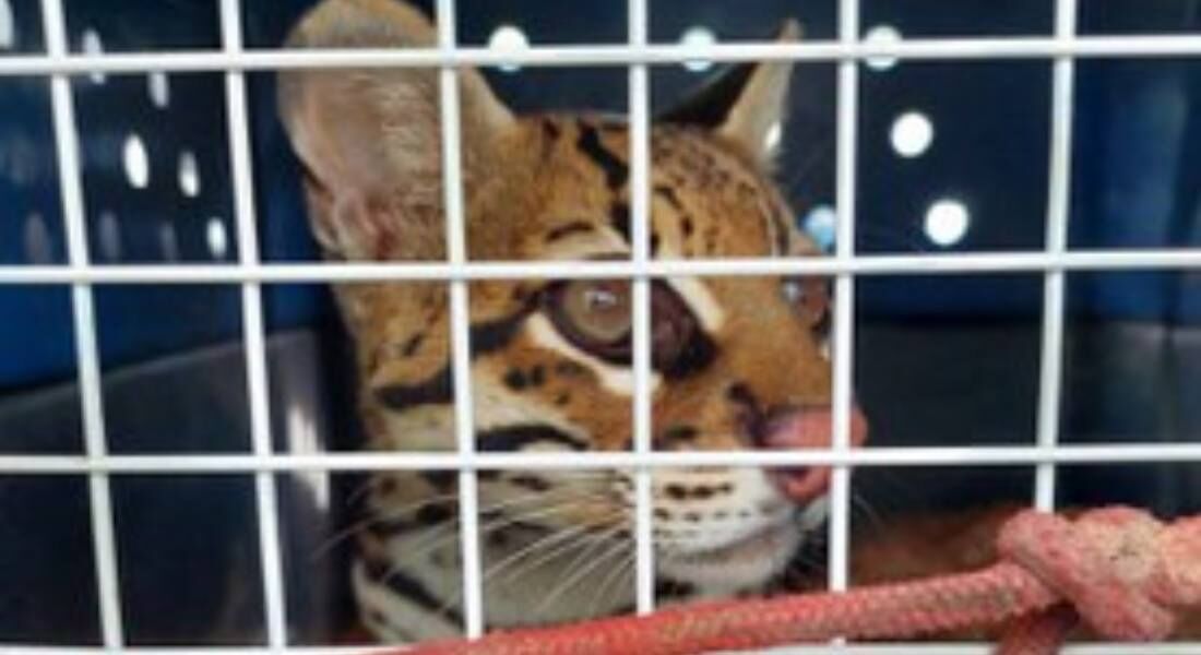 Jaguatirica era exibida por influenciadora nas redes sociais