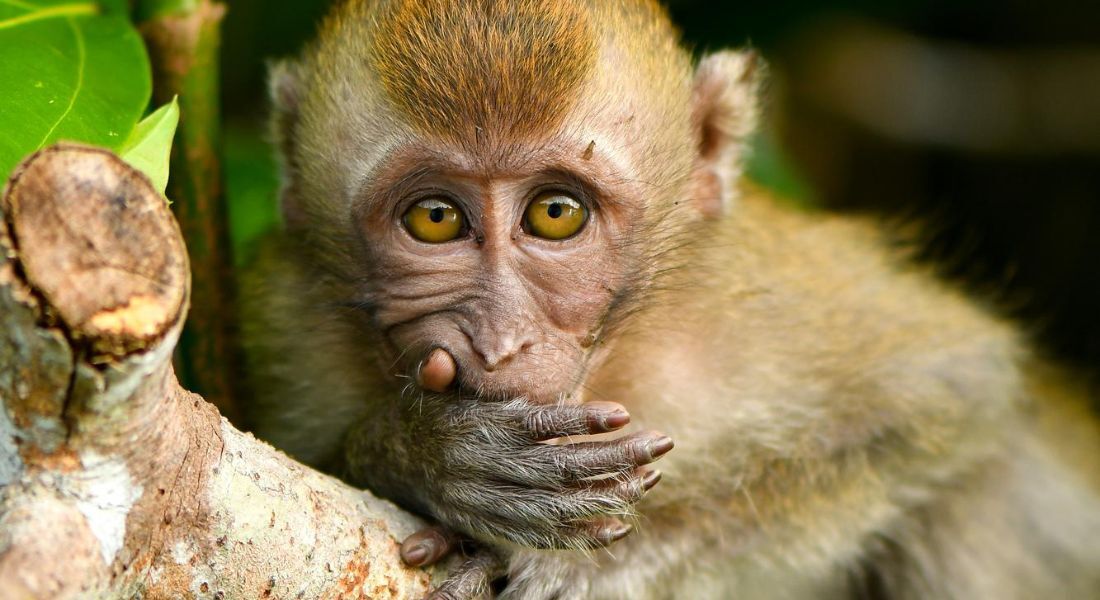 Macaco-de-cauda-longa