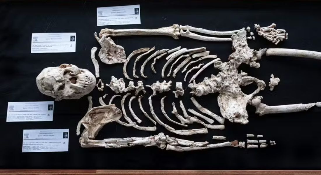 Réplica da ossada de 'Pé Pequeno', representante de uma espécie de hominídeo ancestral dos humanos, encontrado nas cavernas de Sterkfontein, na África do Sul, que foram reabertas aos visitantes 