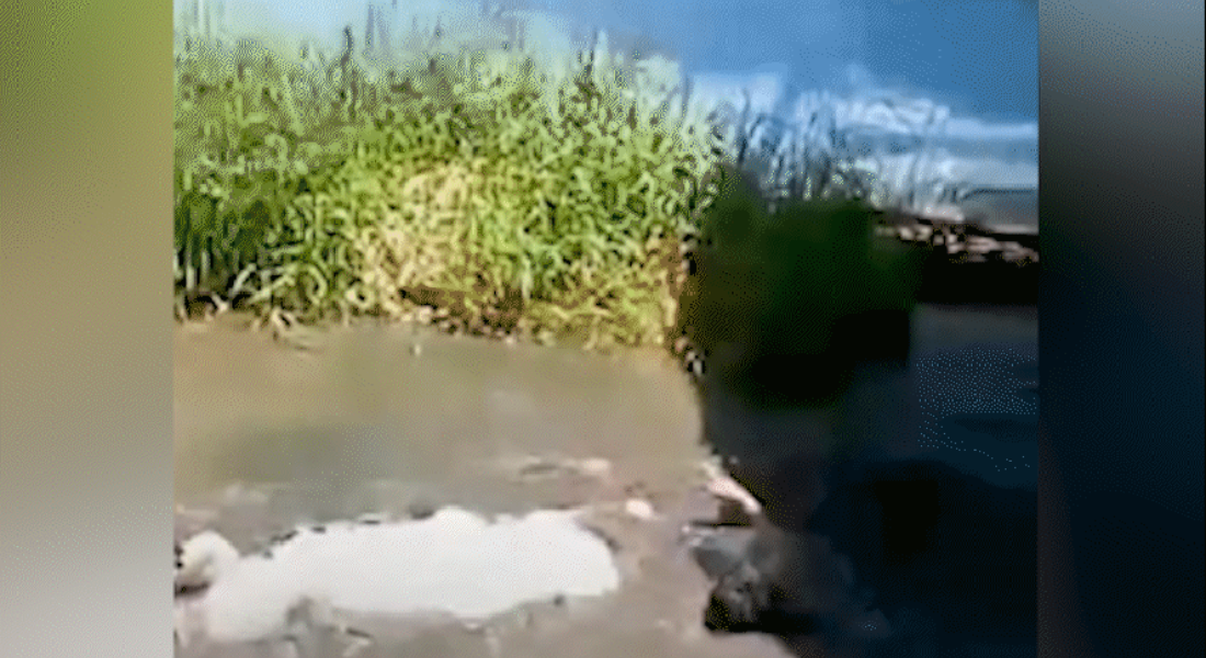 Turista confunde crocodilo de 4,5 metros com estátua, invade recinto e é atacado nas Filipinas