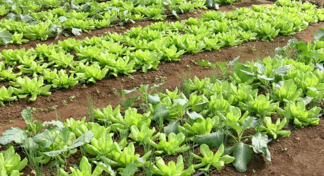 Conab: preço da batata e da alface caiu em março