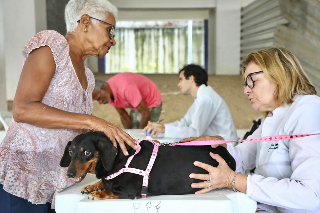 Atendimento veterinário no CãoPaz