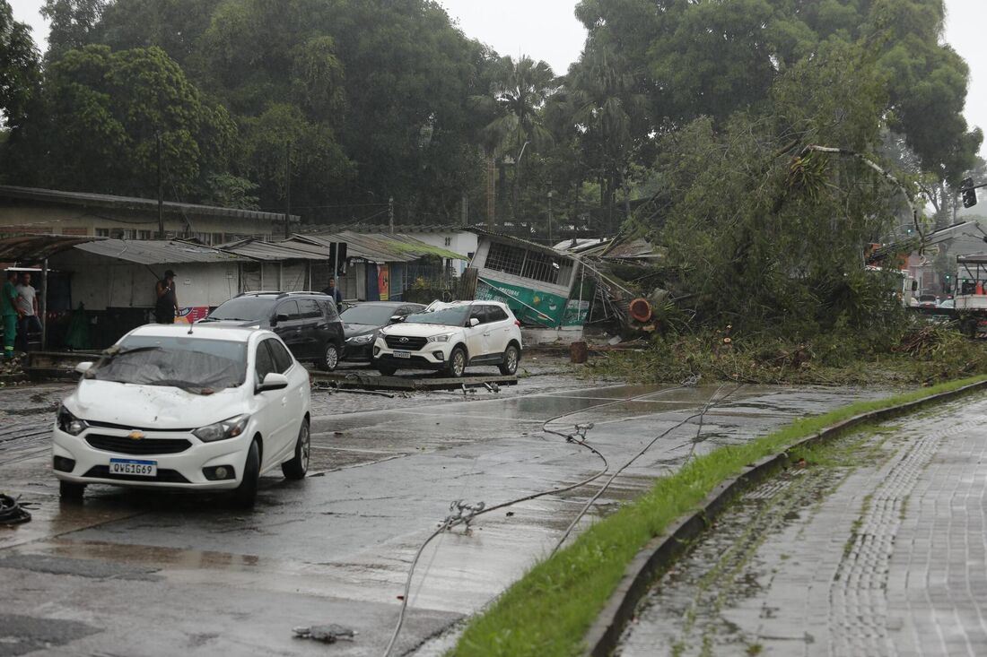 Quedas de árvores costumam ser comuns em dias de chuvas mais intensas