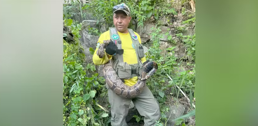 Esse tipo de serpente mata suas presas por constrição, ou seja, mobiliza suas presas