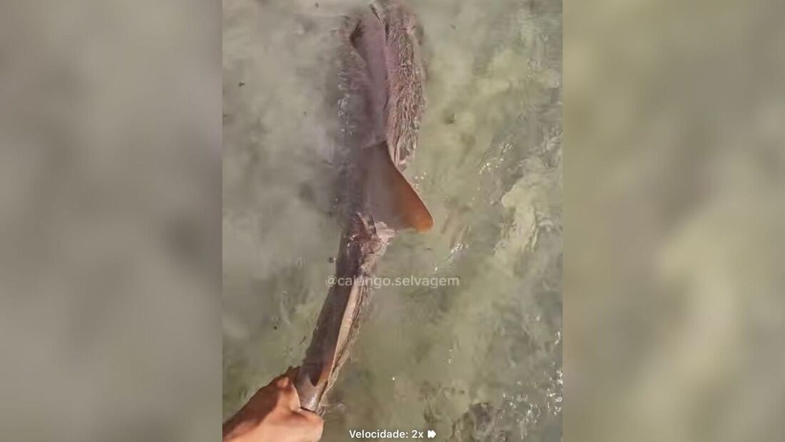 Momento do resgate do tubarão na praia do Paiva