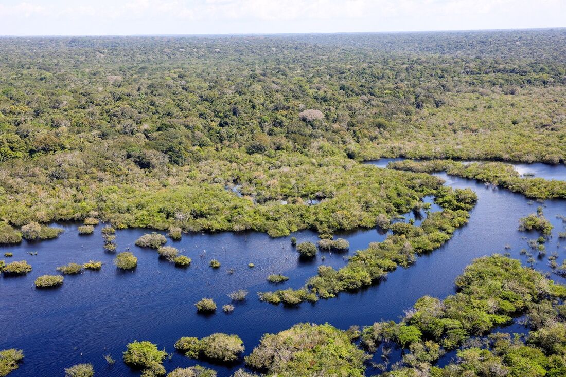 Adentrar a mata é um deslumbre. Porque trata-se de lugar próprio. Planeta específico. Coberto de árvores e silêncio