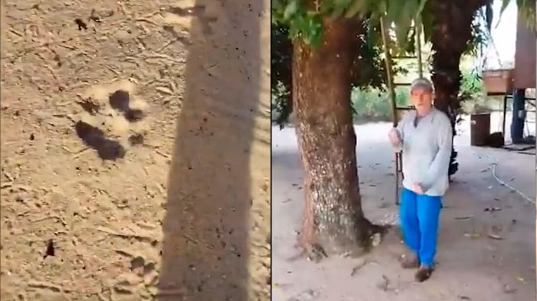 Na última terça-feira (22), um caseiro de 60 anos foi encontrado morto após ser atacado por uma onça-pintada na região isolada de Touro Morto, localizada no município de Aquidauana, no Mato Grosso do Sul.