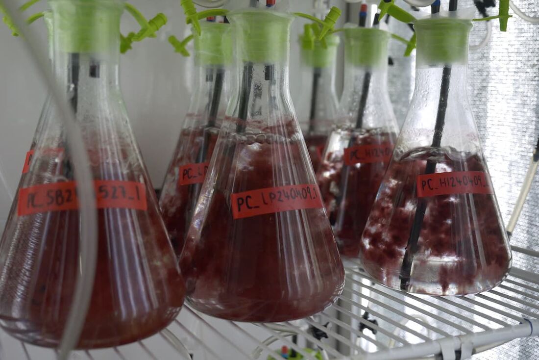 Teste de como as algas reagem a diferentes condições na sede da Sea Forest em Triabunna