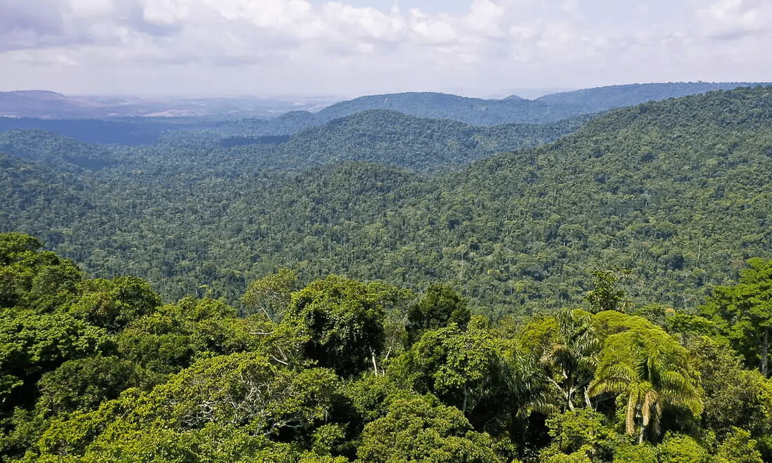 Instituto lança edital para projetos que protejam a Amazônia