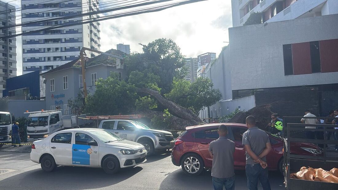 Árvore cai na Rua do Espinheiro e interdita faixa da via