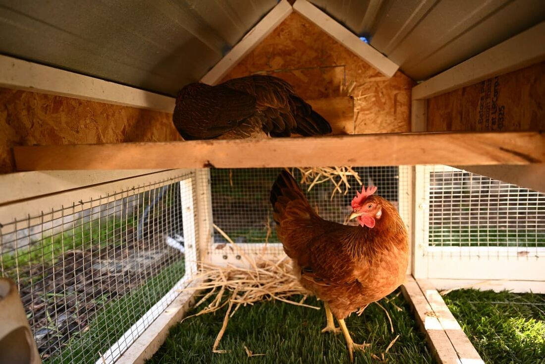 Duas galinhas poedeiras se aclimatam ao novo quintal depois que as galinhas e um galinheiro portátil foram entregues a uma casa como parte do serviço "Rent The Chicken" em La Crescenta, Califórnia