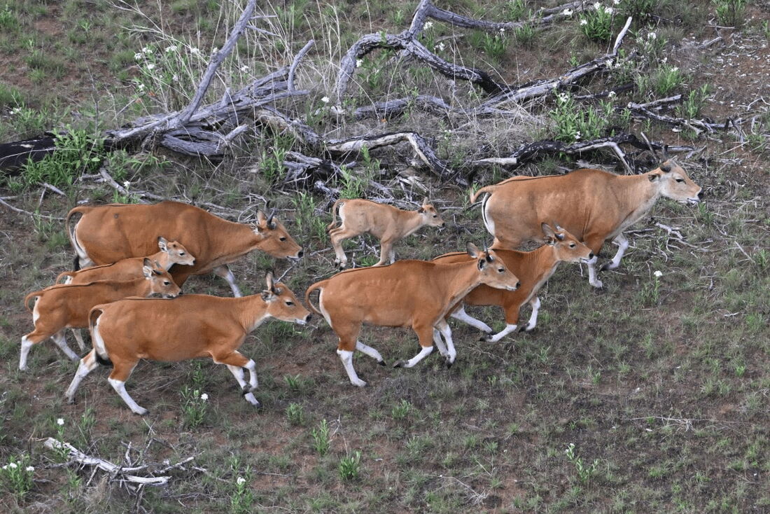 Banteng, um tipo de gado selvagem nativo do Sudeste Asiático, em Siem Pang, no nordeste do Camboja, durante uma operação de pastoreio para realocar membros da espécie ameaçada de extinção.