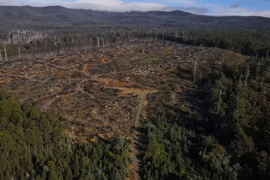 parte parcialmente explorada de uma floresta no Bosque dos Gigantes, no Vale Huon, na Tasmânia. 