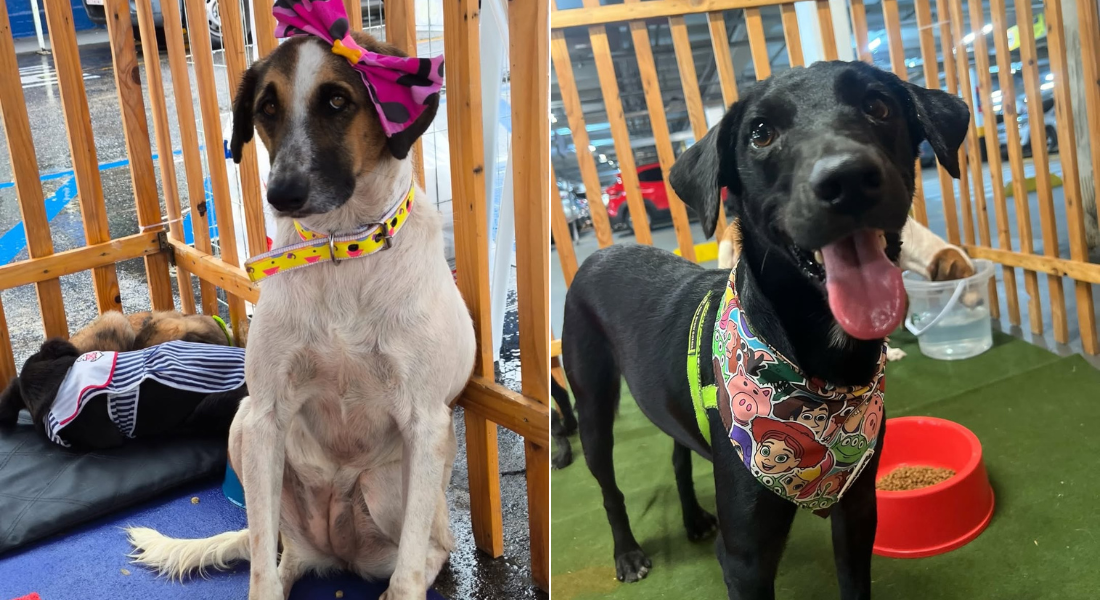 Cães disponíveis para adoção na ONG Abrigo Pegadas de Anjo