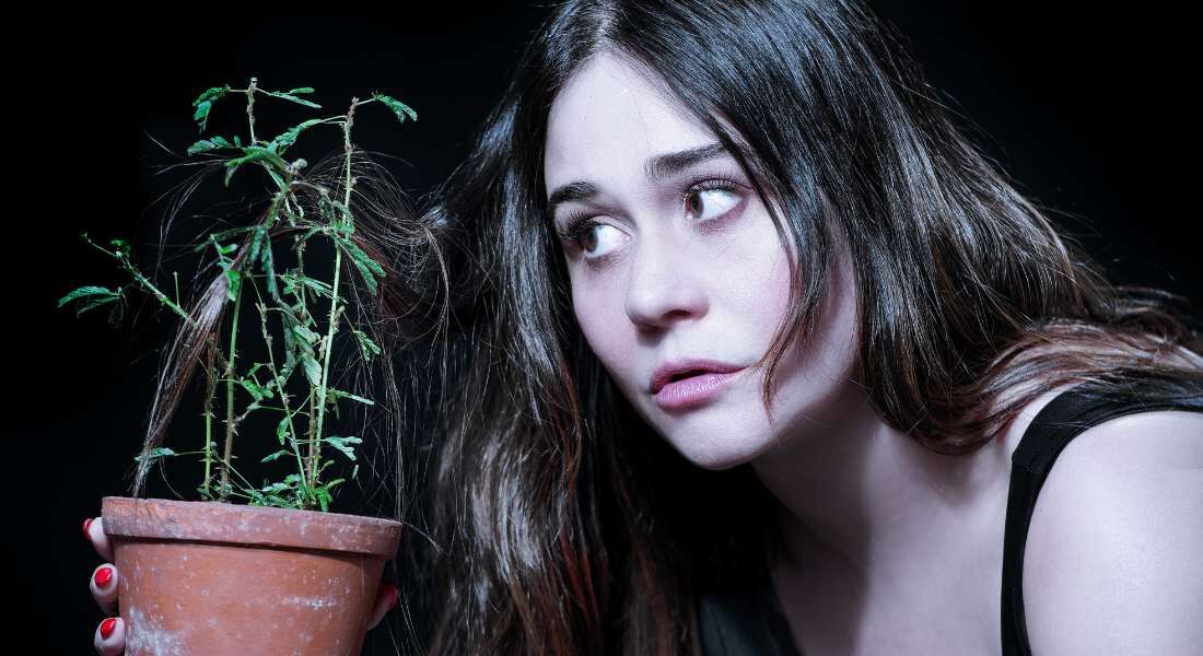 "A Árvore" é o primeiro solo de Alessandra Negrini