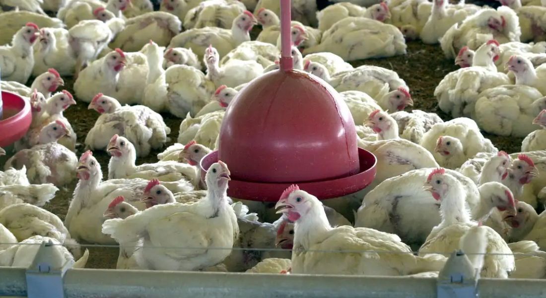 Em junho, o Brasil se declarou livre da doença após a desinfecção da granja afetada e não ter registrado nenhum outro caso pelo prazo de 28 dias