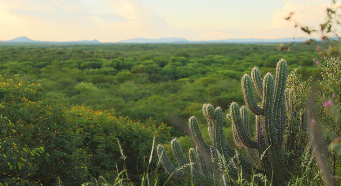Pernambuco reduz desmatamento da Caatinga e Mata Atlântica pelo segundo ano consecutivo
