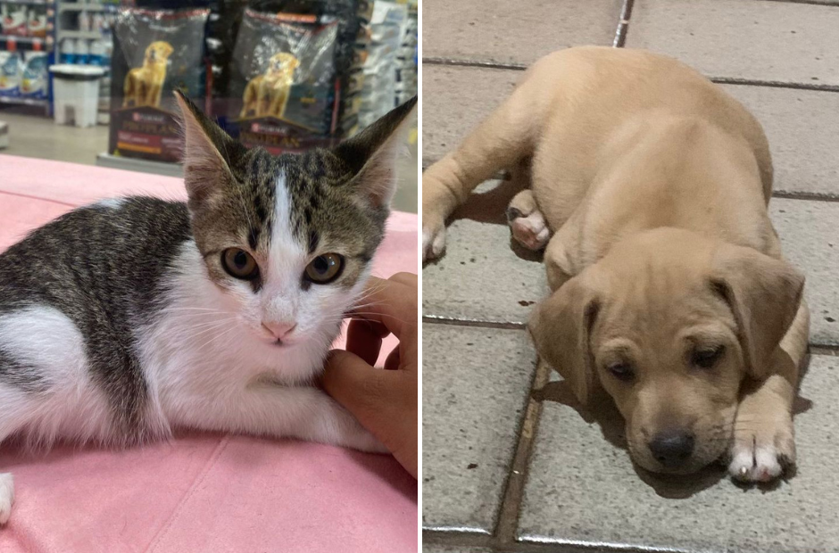 O evento contará com animais adultos e filhotes para adoção