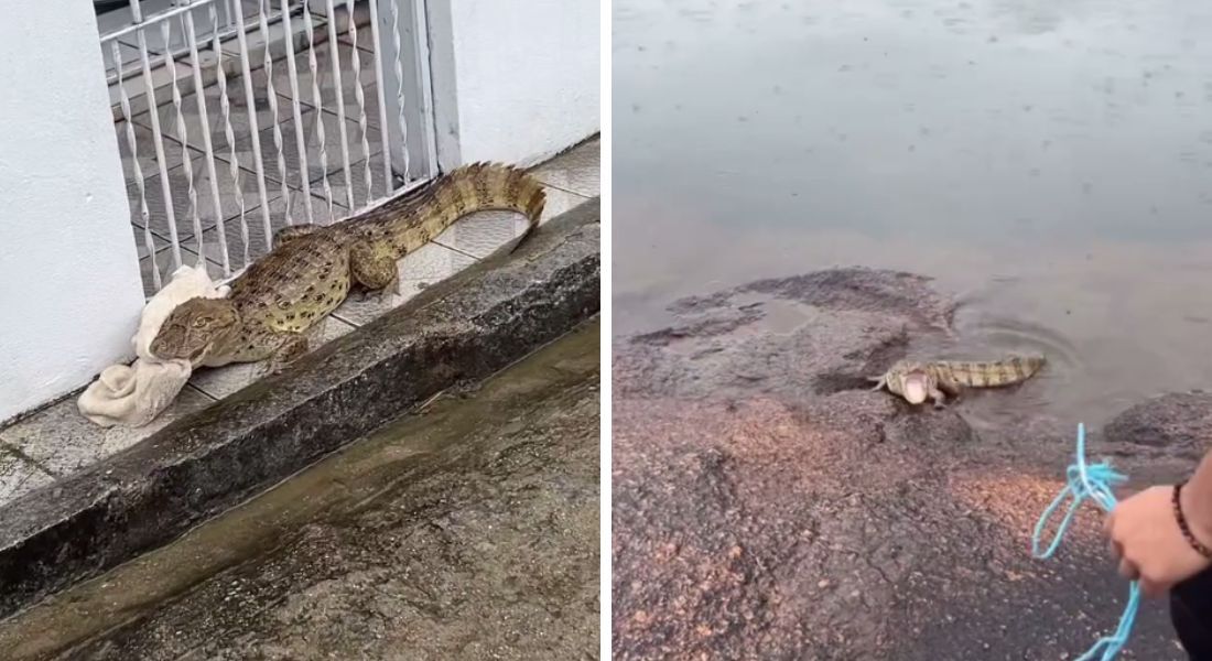 Animal foi solto em rio após ser resgatado