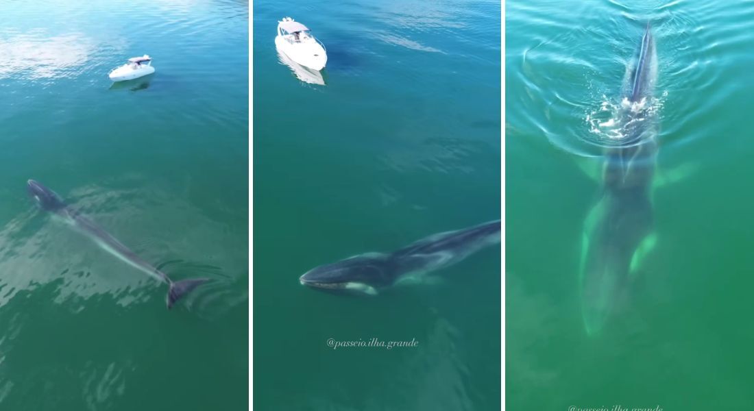 Baleia-fin foi vista perto do mar