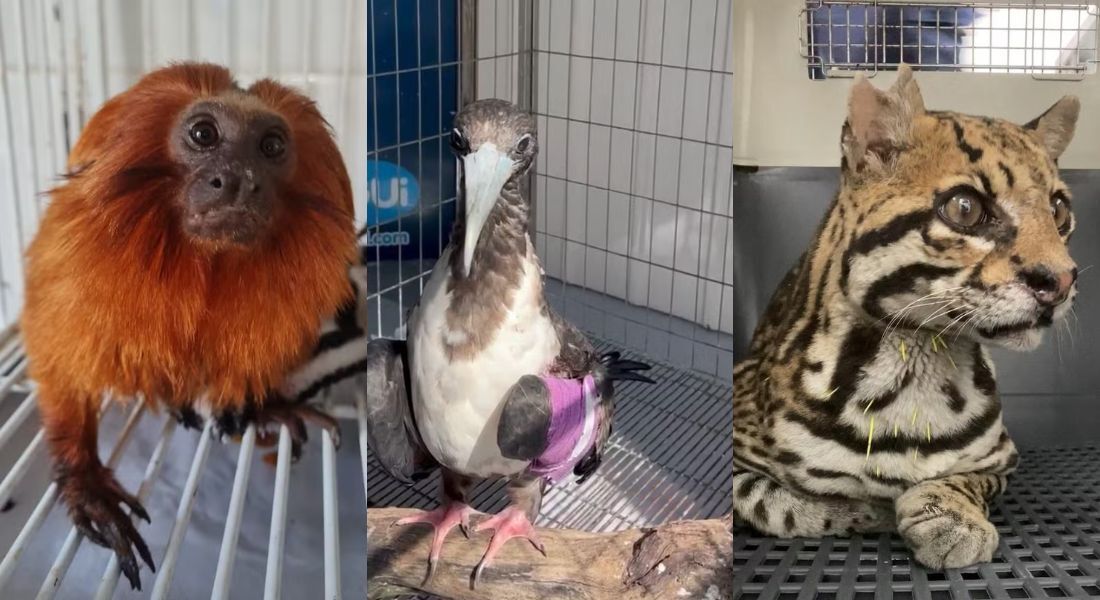 Mico-leão-dourado paraplégico, fragata cortada por cerol e jaguatirica baleada são tratadas em centro de reabilitação