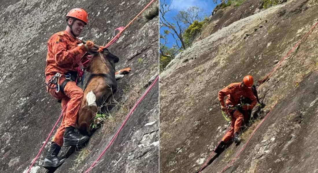 Cabritos 'alpinistas': Corpo de Bombeiros resgata animais presos em serra no Rio de Janeiro