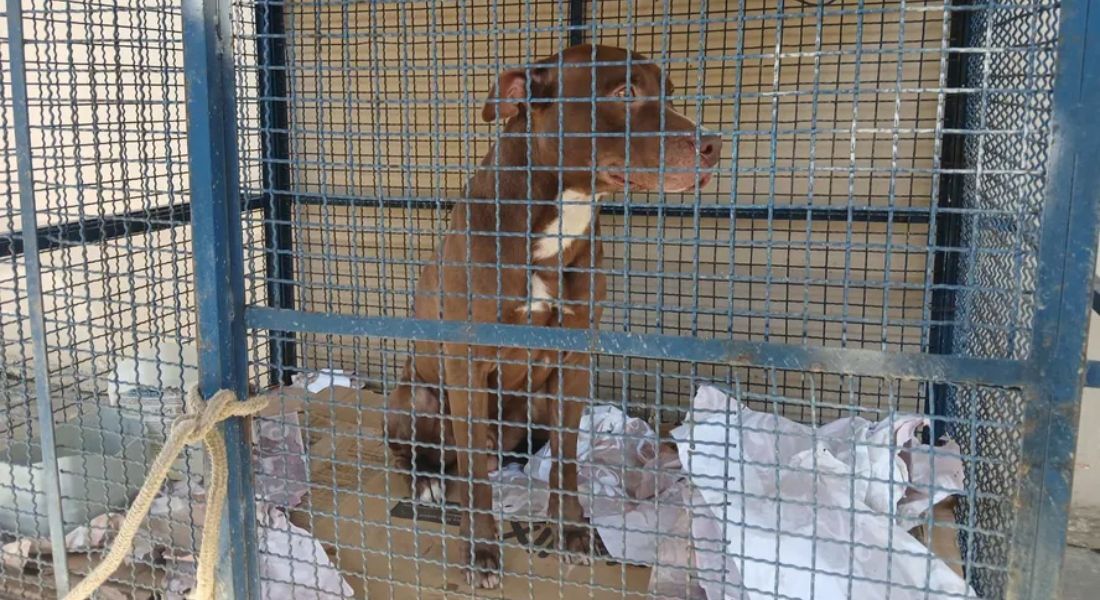 O pitbull que invadiu a escola no Rio