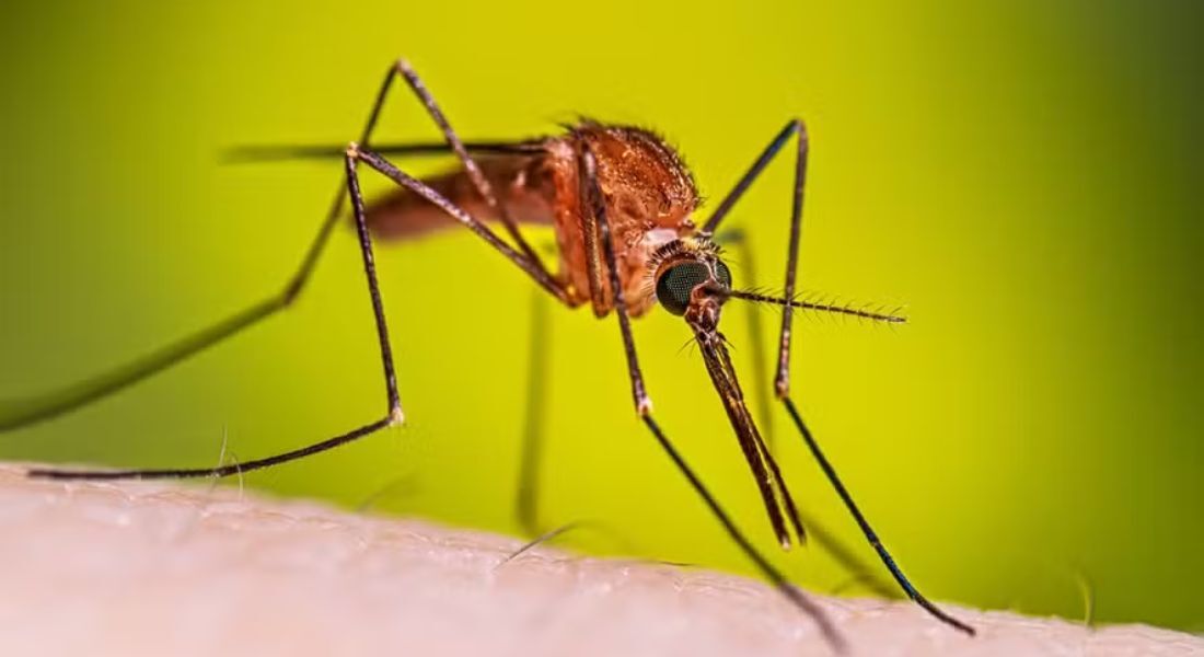 Mosquito transmissor da malária