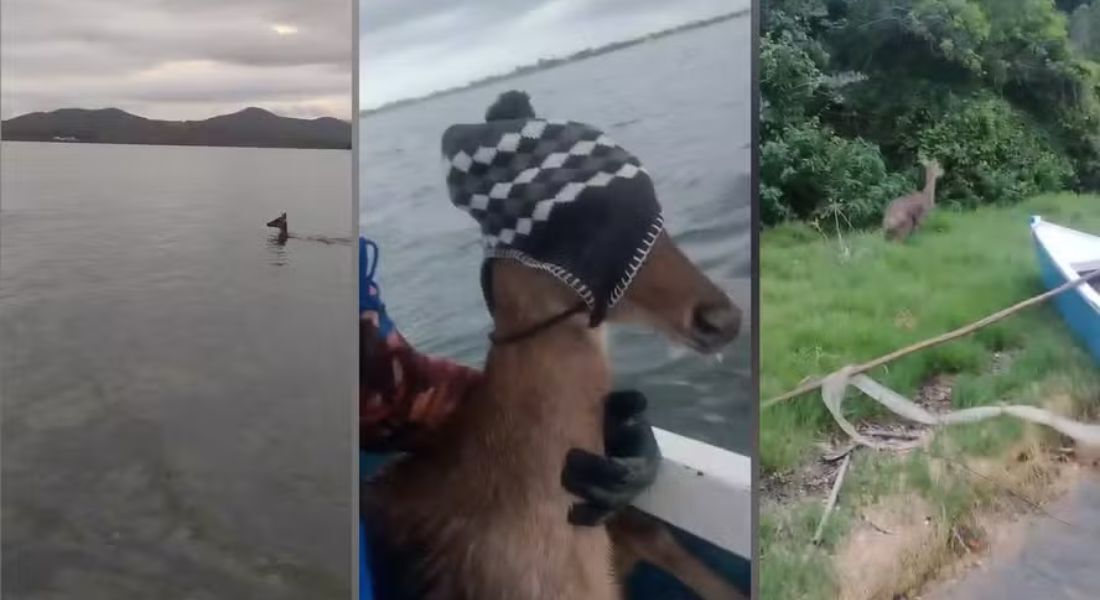 Cervo é resgatado por pescadores em lagoa no Rio e usa touca de lã para ficar calmo em barco