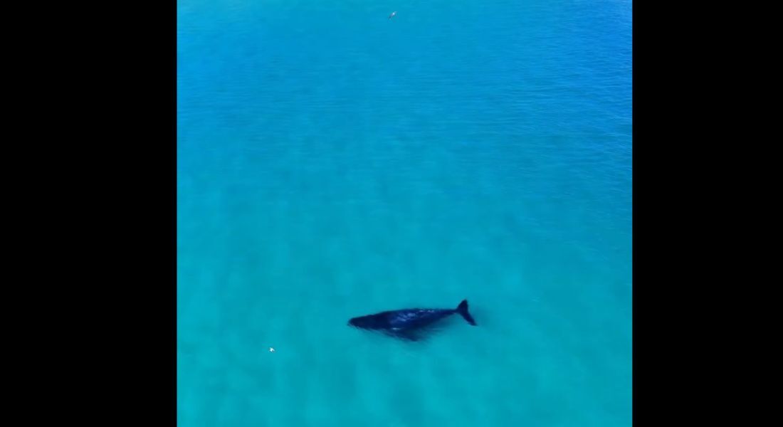 Baleia-jubarte é avistada em praia de águas cristalinas em Arraial do Cabo (RJ)
