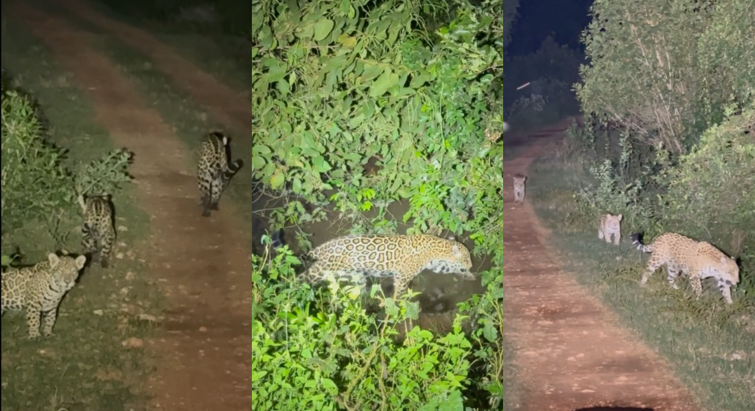 'Nina', como é conhecida, já é amplamente conhecida na região