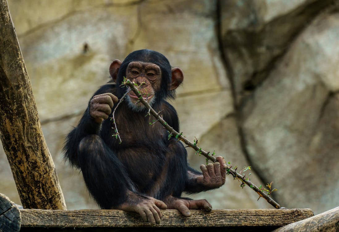 Assim como os humanos, os chimpanzés batucam em ritmos diferentes, e duas subespécies que vivem em extremos opostos da África têm estilos próprios característicos de percussão.