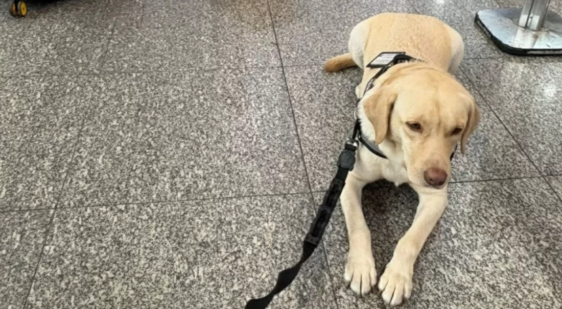 Teddy é um cão de serviço que auxilia uma criança, portadora de transtorno do espectro autista (TEA)